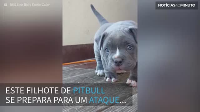 Pitbull faz o ataque mais fofo de todos