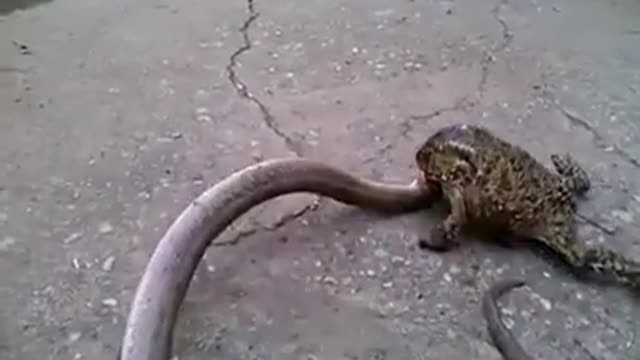 The Frog devour the Snake