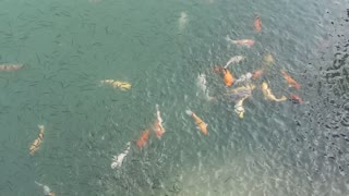 Koi Fishes