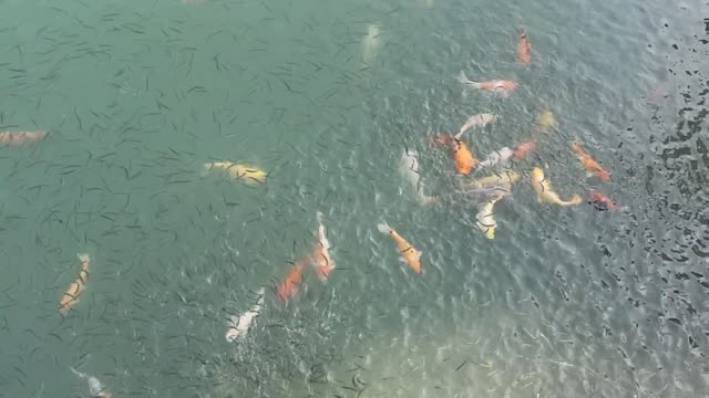 Koi Fishes