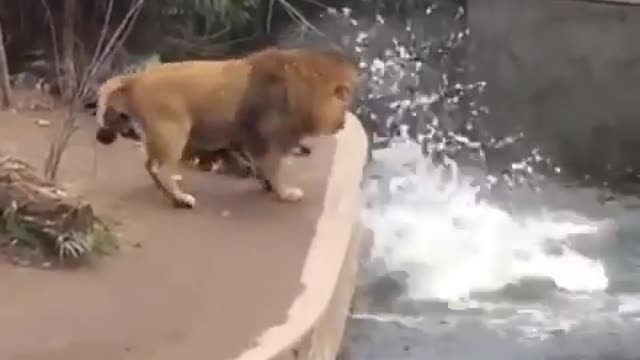 Even lions 🦁 have embarrassing moments