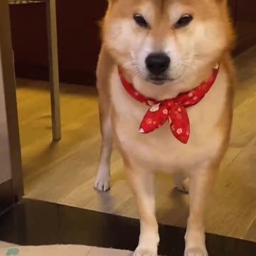 "Bark to Speech: The Incredible Canine Who Speaks English!"