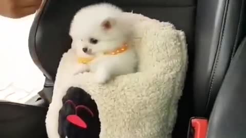 😍Cute dog short video 💕💕