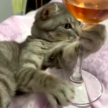Cheers, would you like to have a drink with me?