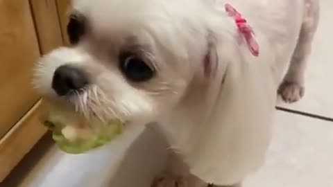 The dog who can sing, sings until the guava is lost!