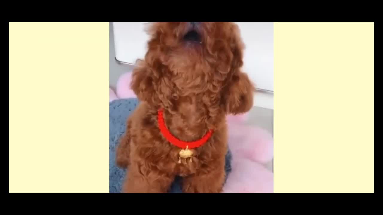 super cute compilation of dogs