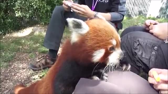 Most Adorable Red Panda - Adorable!