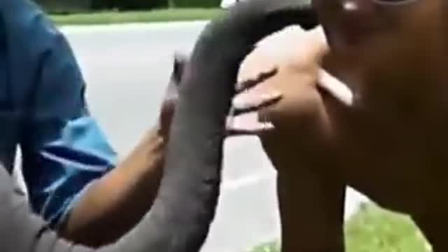 Cute and Funny Elephants