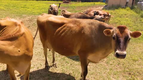 Rare dairy farm running completely on solar!