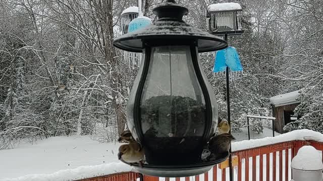 After the snow and ice storm lots of birds come in to eat.