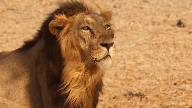 A big lion craves a meal