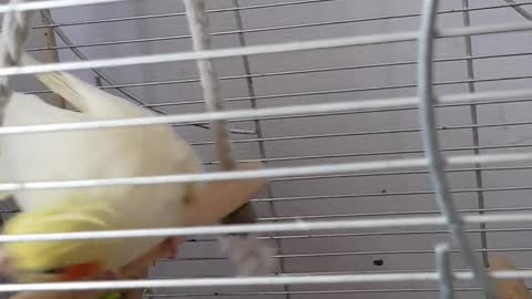 pet-birds-in-a-cage