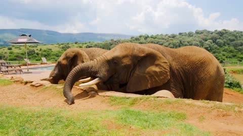 Happy elephant