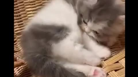 Funny kittens Compilation 2021