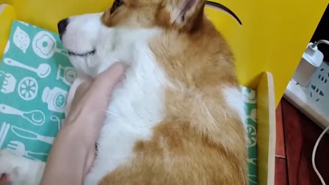 Corgi is pretending to cry