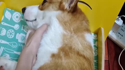 Corgi is pretending to cry