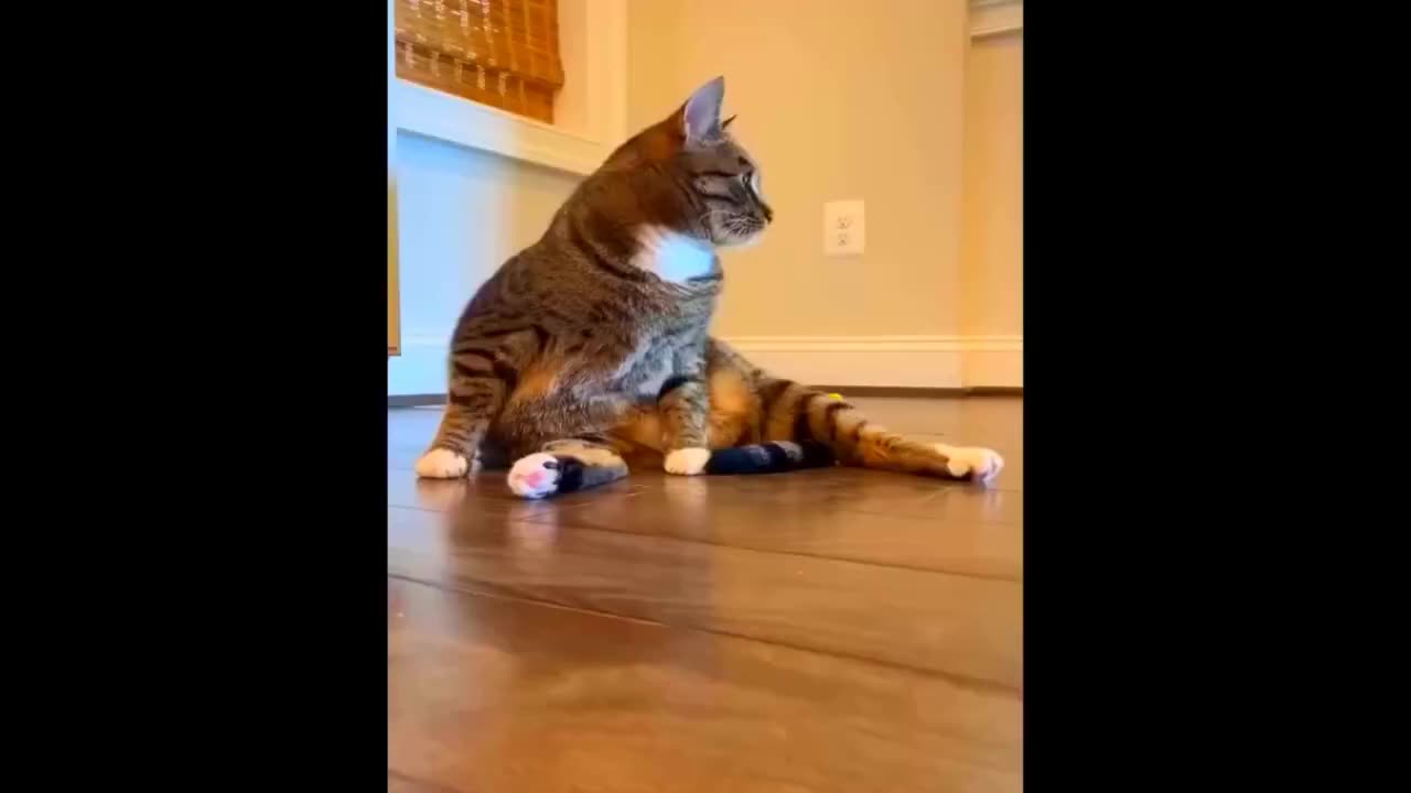 Funny Dogs, Cats and Animals Videos TRY Not to Laugh! #22!