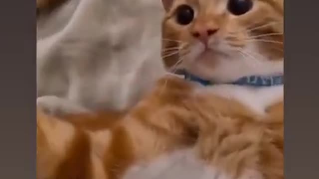 Best Cutest Cats Compilation 2021