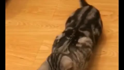 He knows good acting like cat acting