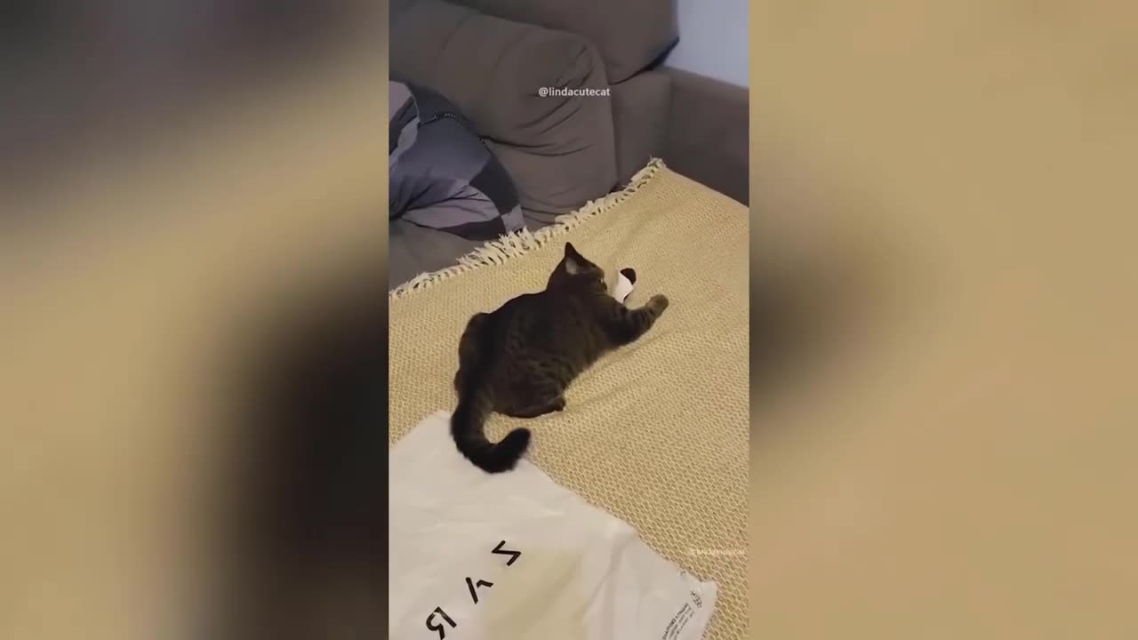 Funny Animal Videos 2023 🥰 - Funniest Dogs and Cats Videos 😁 #6