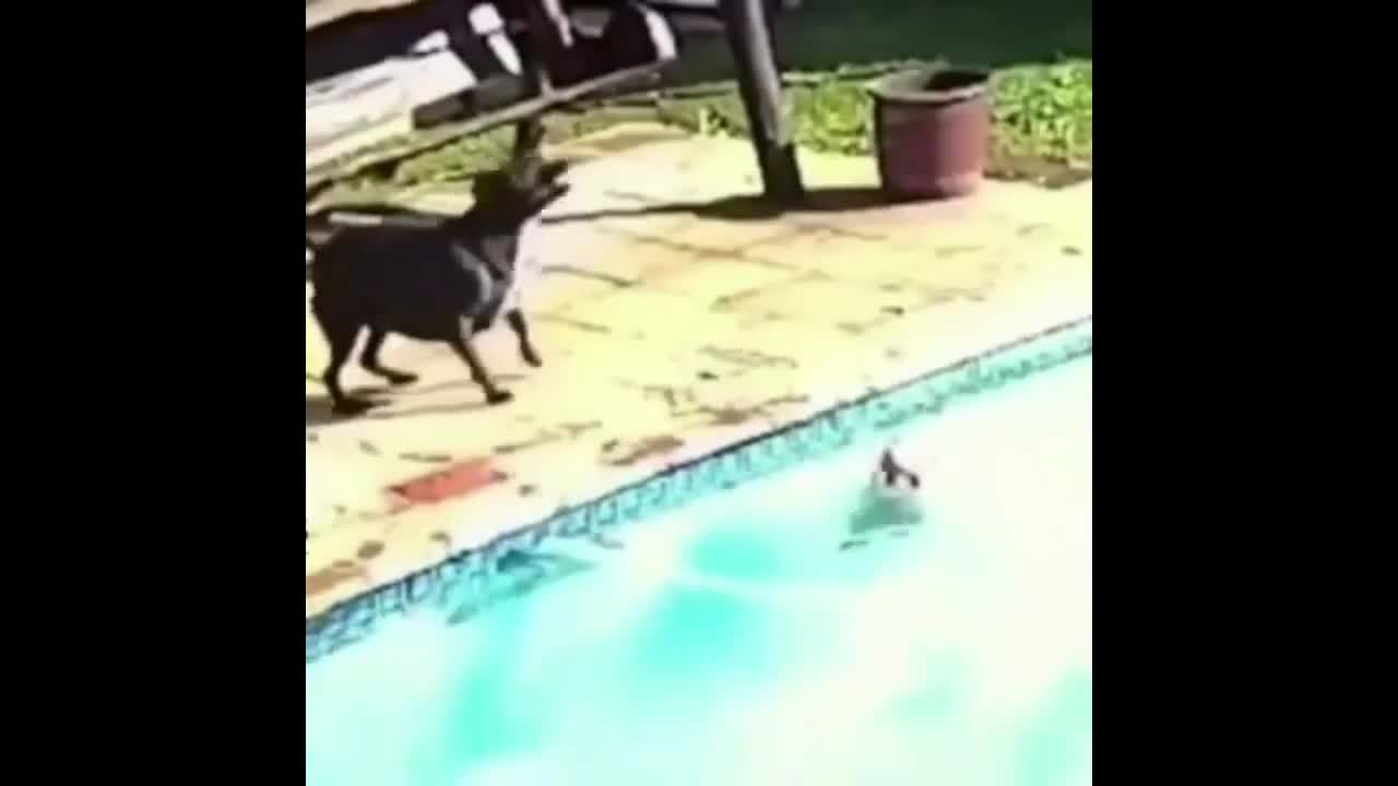 Dog Saves Another Dog In Pool