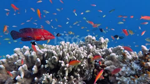 reef fish that really amaze many people