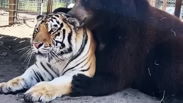 bear and tiger best friends, amazingly adorable unduh