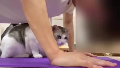 cats push ups