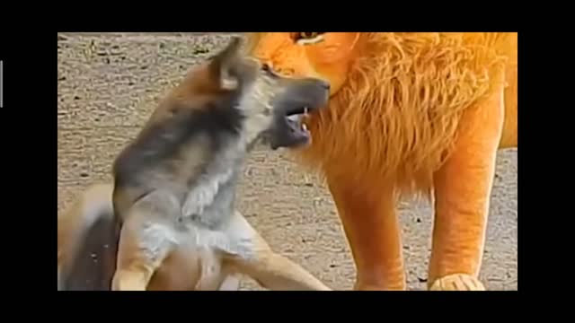 Dog prank lions & tiger prank