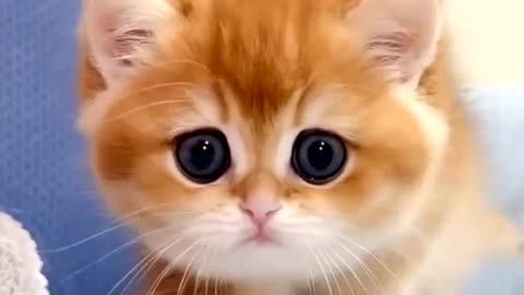 Cute little cat