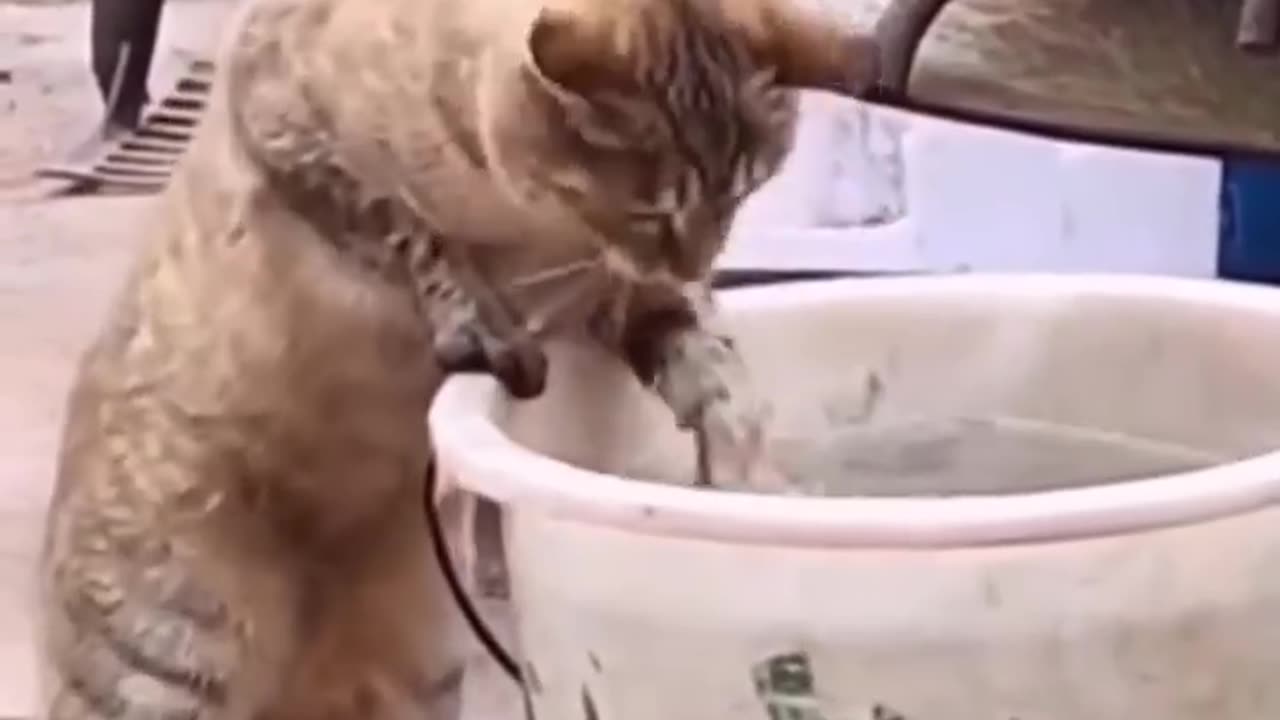 Funny moments between animals and humans