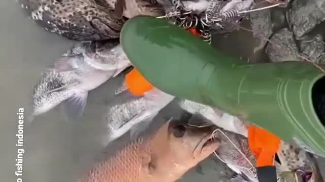 This is a beautiful and charming water-dwelling species