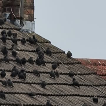 A scene from Alfred Hitchcock movie The Birds In a small Scottish Town