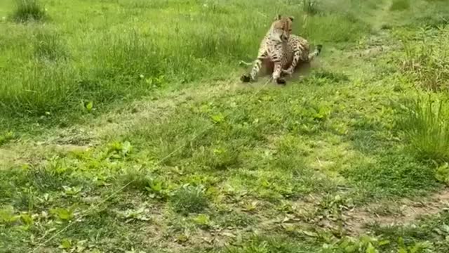 Panther enjoy sliding