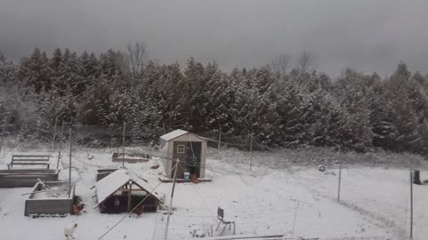 Chickens first snowfall