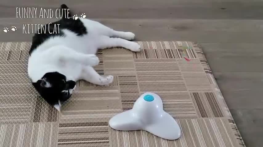 Cat Reaction to cat Toy