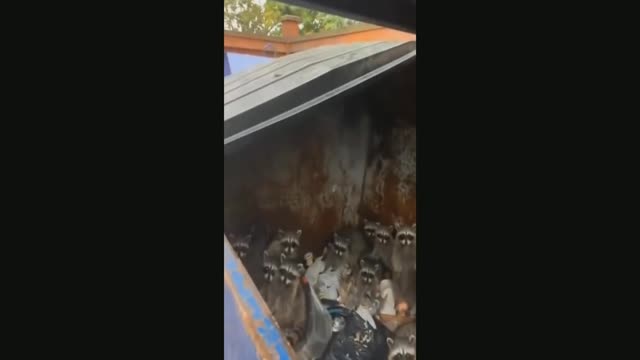 выношу мусор а там