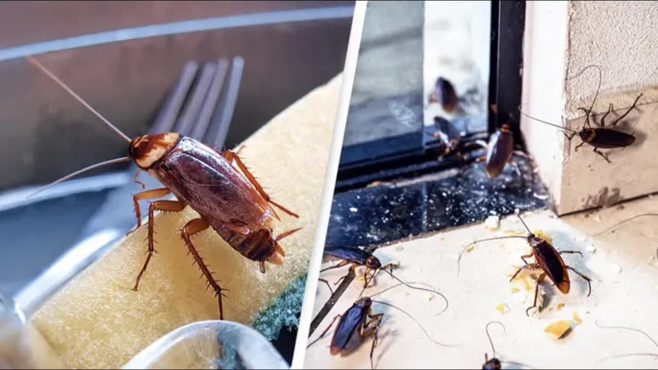 Pest Controller Offering People $2,000 To Release Cockroaches In Their Homes To See What Happens