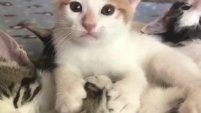 kitty licking