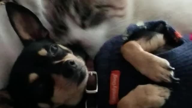 You need a best friend to lick you clean