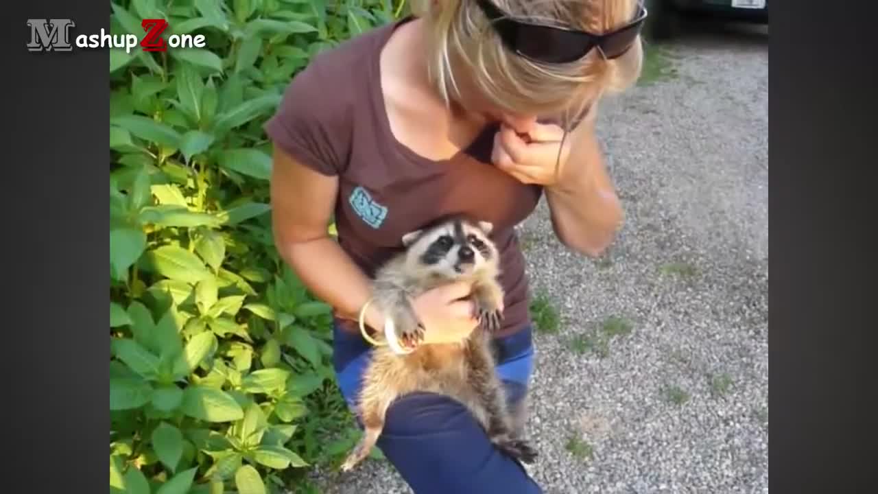 A Cute Raccoon And Funny Raccoon Videos Compilation NEW HD