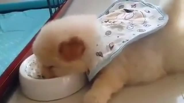 Feeding time for world's laziest puppy