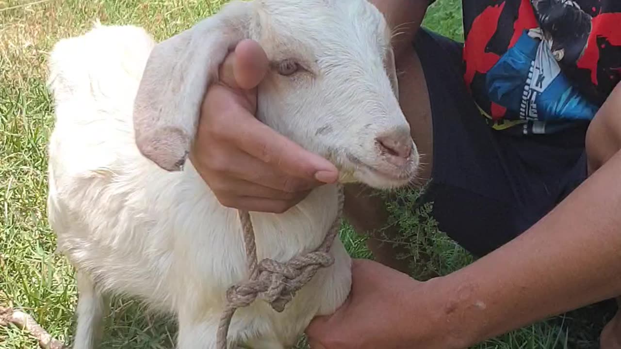 Best and beautiful Goat