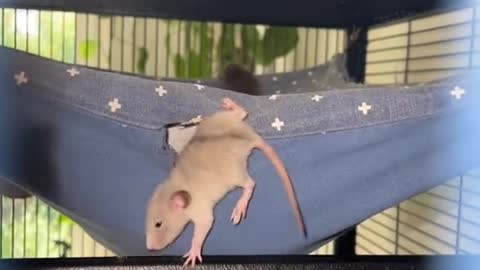 Mouse in hammock