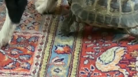 turtle was harmed by the delay