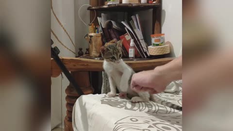 Funny cat learning to hit five