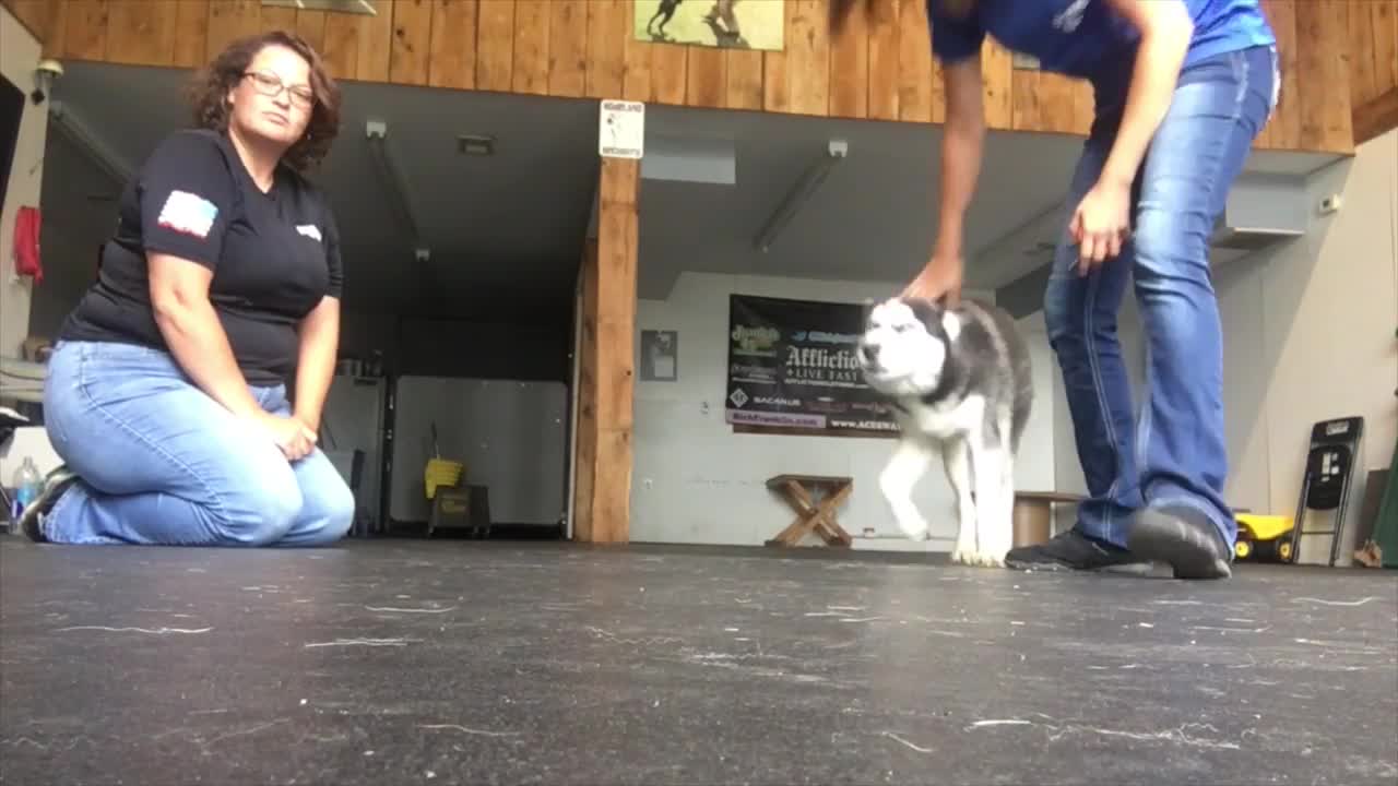 How to Train ANY DOG the basics- Dog Training foundation | 6-Month Old Husky Dog Training