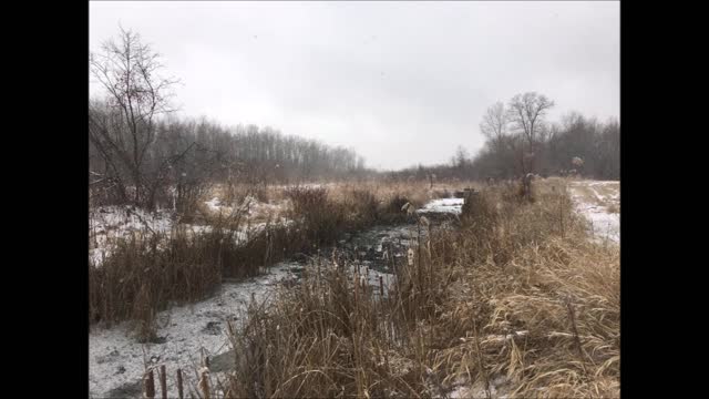 Beaver Dam Removal