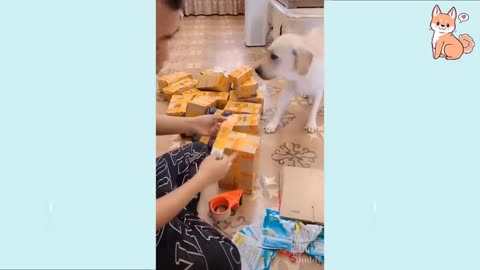 You Will Laugh At All The DOGS 🤣 Funny DogVideos 😂🐶