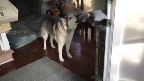 Worlds most dramatic and stubborn husky